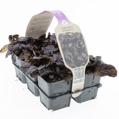 Ajuga reptans 'Atropurpurea'