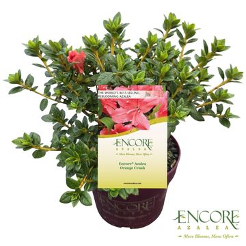 Rhododendron ENCORE ORANGE CRUSH