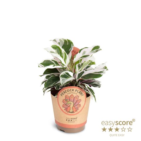 Calathea 'White Miracle'