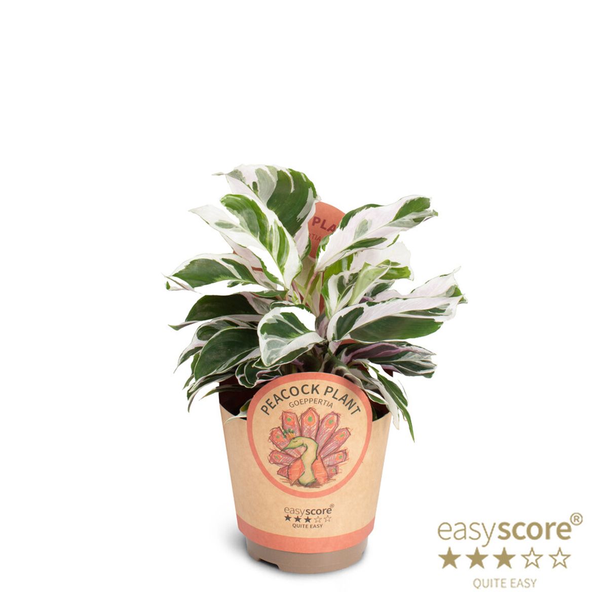 Calathea 'White Miracle' — Растения Оптовая FlorAccess