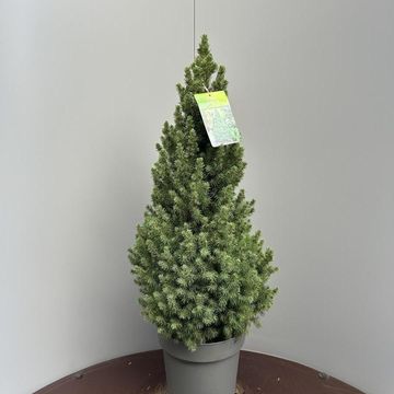Picea glauca 'Conica'