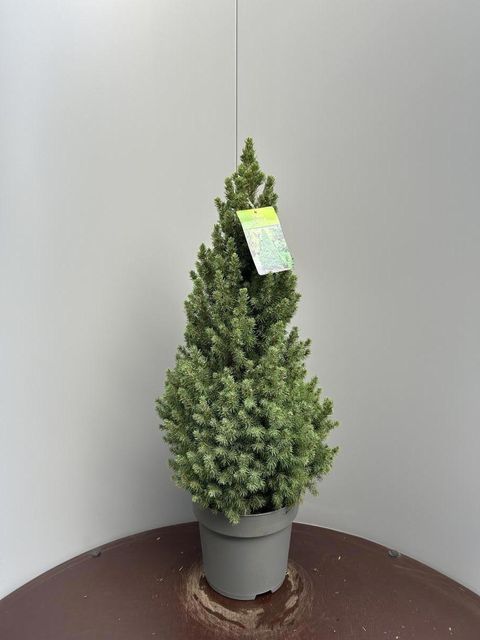 Picea glauca 'Conica'