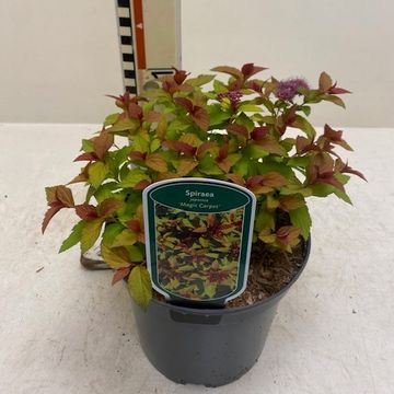 Spiraea japonica MAGIC CARPET