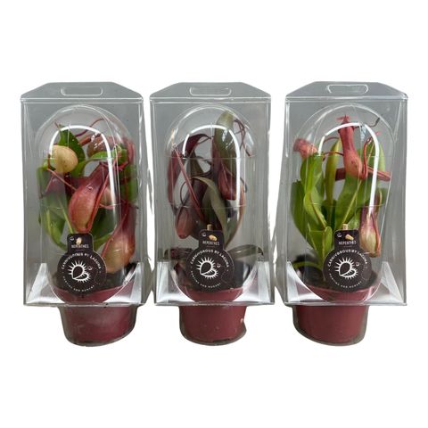 Nepenthes MIX