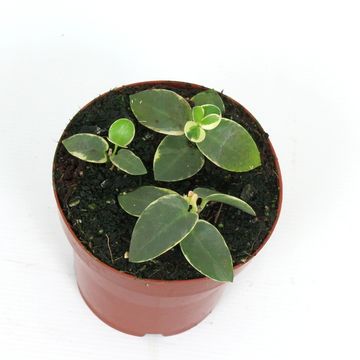 Hoya cumingiana 'Outer Variegata'