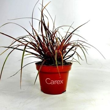 Uncinia uncinata EVERFLAME