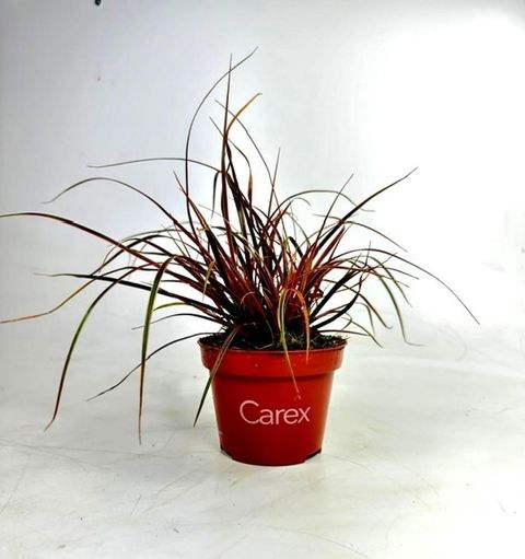 Uncinia uncinata EVERFLAME