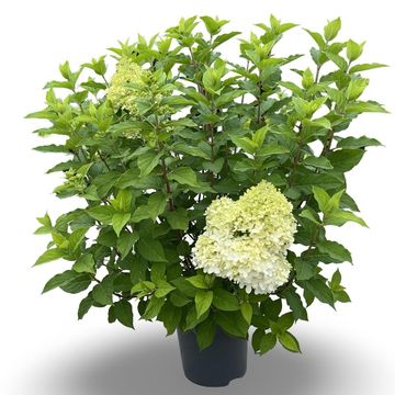 Hydrangea paniculata 'Limelight'