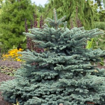 Picea pungens 'Waldbrunn'
