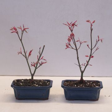 Acer palmatum 'Atropurpureum'