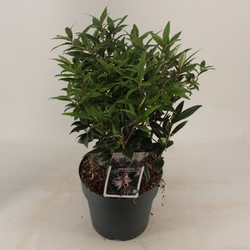 Sarcococca hookeriana WINTER GEM