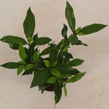 Gardenia jasminoides CELESTIAL STAR