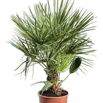 Chamaerops humilis