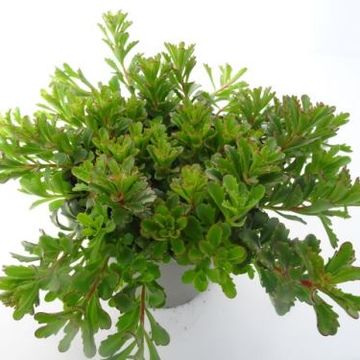 Sedum floriferum 'Weihenstephaner Gold'