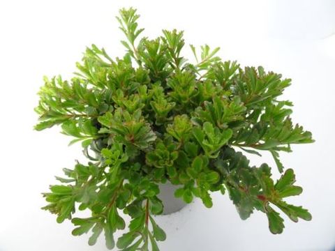Sedum floriferum 'Weihenstephaner Gold'