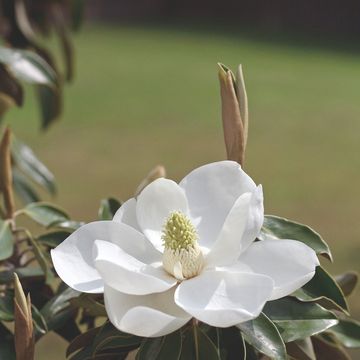Magnolia grandiflora 'Little Gem'