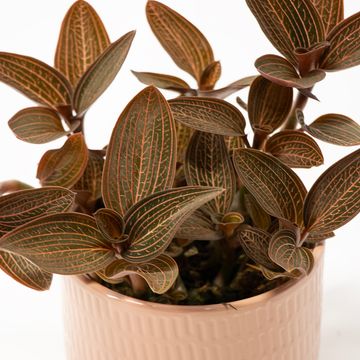 Ludisia discolor RUBY