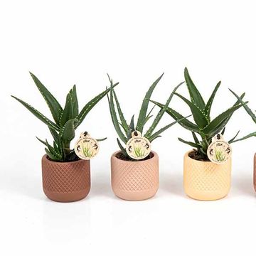 Aloe MIX