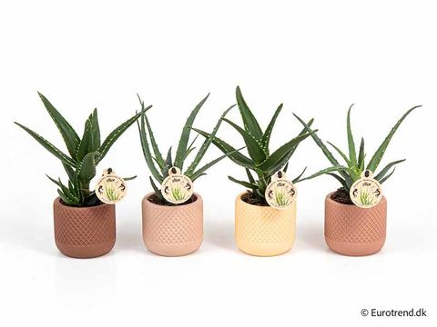 Aloe MIX