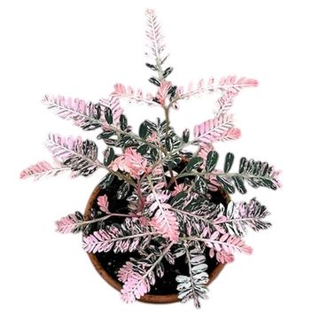 Phyllanthus urinaria 'Variegata'