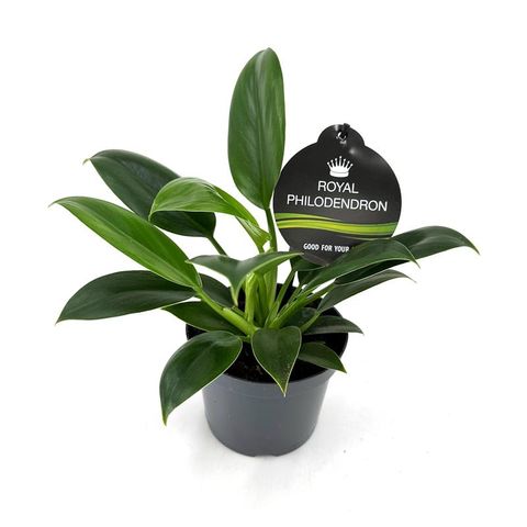 Philodendron 'Green Princess'