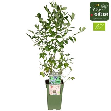 Vaccinium corymbosum 'Reka'