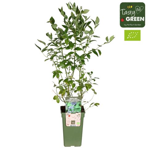 Vaccinium corymbosum 'Reka'