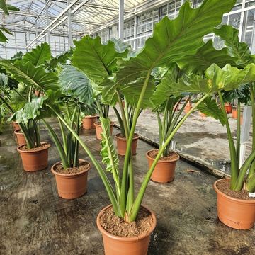 Alocasia 'Portodora'