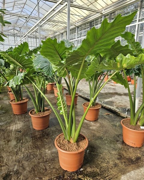 Alocasia 'Portodora'