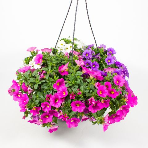 Calibrachoa MIX IN POT