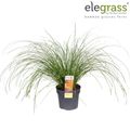 Carex testacea PRAIRIE FIRE COLORGRASS