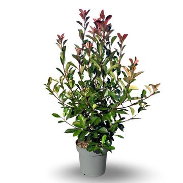 Photinia x fraseri 'Red Robin'