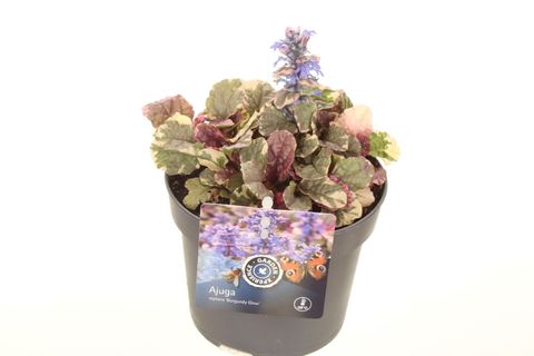 Ajuga reptans 'Burgundy Glow'