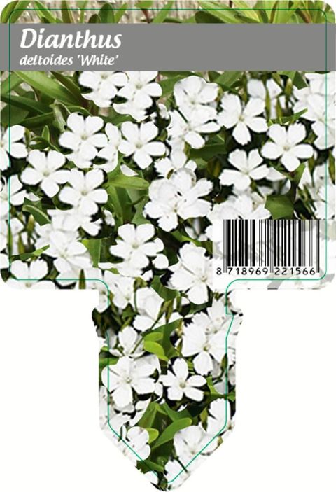 Dianthus deltoides 'Albiflorus'