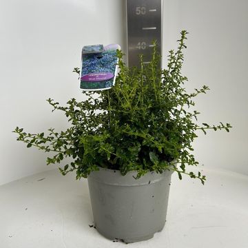 Ceanothus 'Blue Mound'