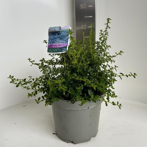 Ceanothus 'Blue Mound'