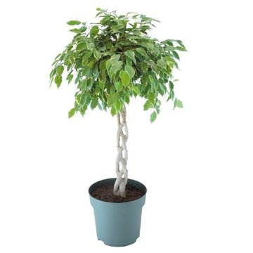 Ficus 'Safrana'