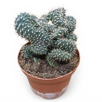 Cylindropuntia fulgida cristata