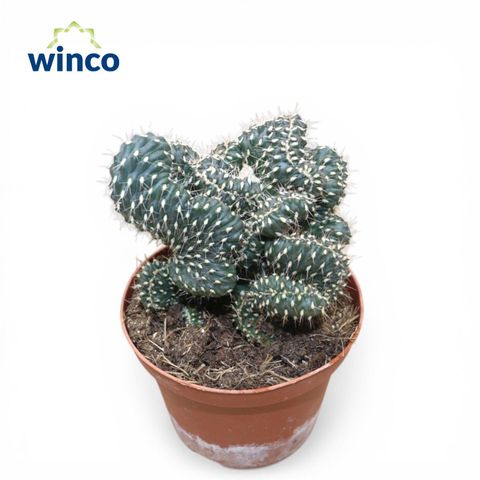 Cylindropuntia fulgida cristata