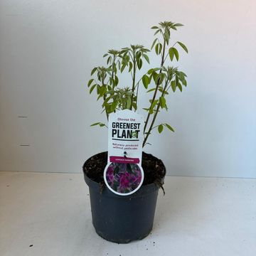 Lespedeza thunbergii