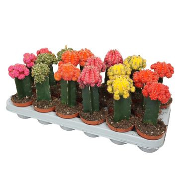 Gymnocalycium MIX