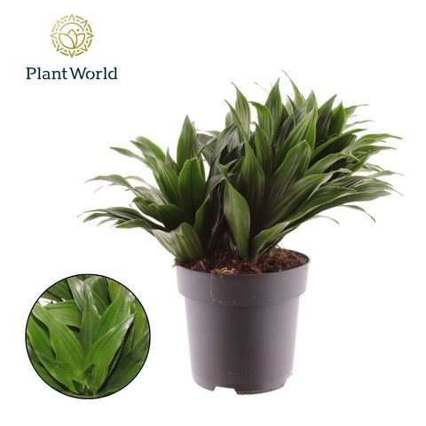 Dracaena fragrans 'Compacta'