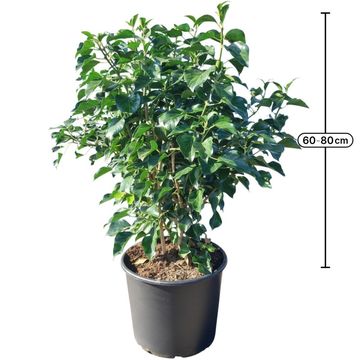Hedera helix 'Arborescens'