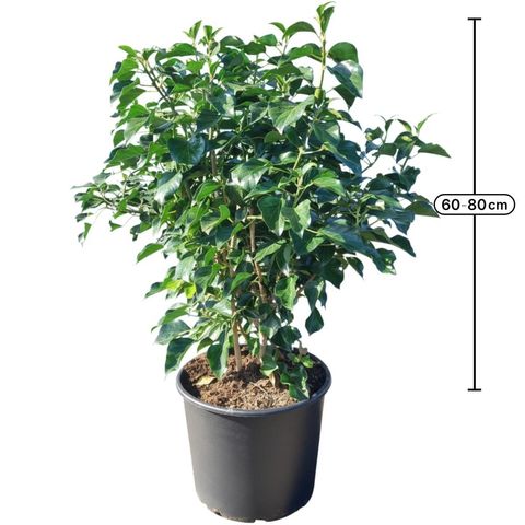Hedera helix 'Arborescens'