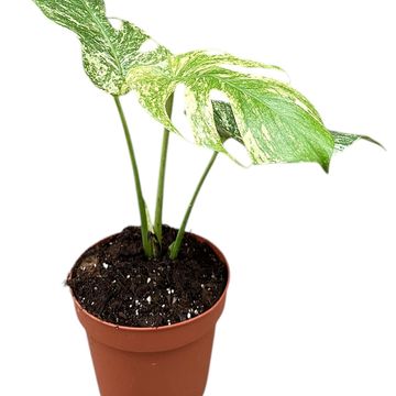 Monstera deliciosa 'White Monster'