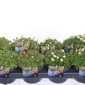 Saxifraga MIX