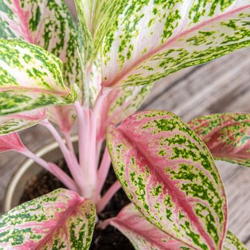 Aglaonema 'Coco Melon'