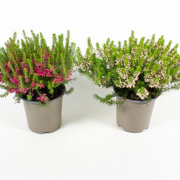 Erica vagans MIX