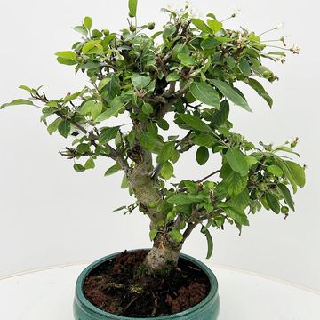 Malus halliana