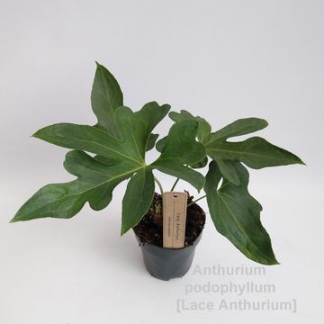 Антуриум podophyllum